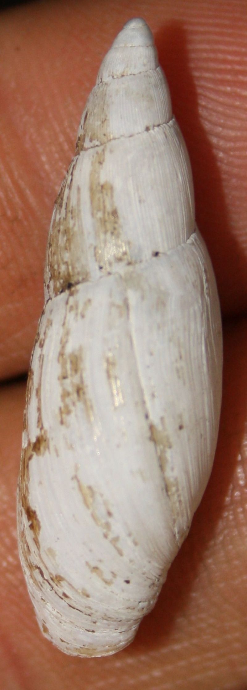 poiretia cornea